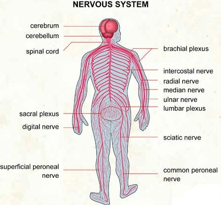 Nervous System