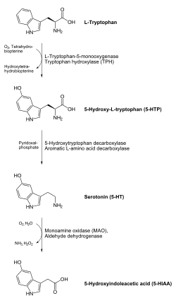 תזונה, דיאטה, ואיזון הסרוטונין במוח, יעקב עזרא, על תזונה, דיאטה ואיזון הסרוטונין במוח יעקב עזרא, תזונה בריאות אוסטאופורוזיס דיאטה ויטמינים מינרלים, אימונים אישיים, פיתוח גוף, שרירים, ויטמינים, מינרלים, אושר, בריאות, דיאטה, ספורט, קובי עזרא, מר עולם, ארנול