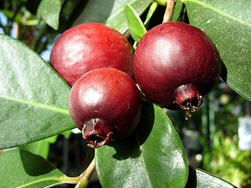 רימון פיצוץ של נוגדי חמצון