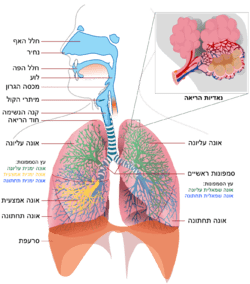 מערכת הנשימה, יעקב עזרא, תקציר מערכת הנשימה יעקב עזרא, תזונה בריאות אוסטאופורוזיס דיאטה ויטמינים מינרלים, אימונים אישיים, פיתוח גוף, שרירים, ויטמינים, מינרלים, אושר, בריאות, דיאטה, ספורט, קובי עזרא, מר עולם, ארנולד שוורצנגר