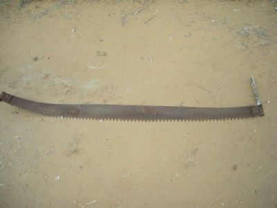 משורים   עתיק לעצים