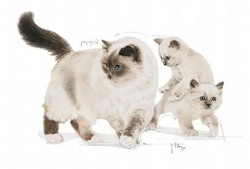 מזון רטוב מוס רויאל קנין לגורים בייביקט Babycat 195 גרם
