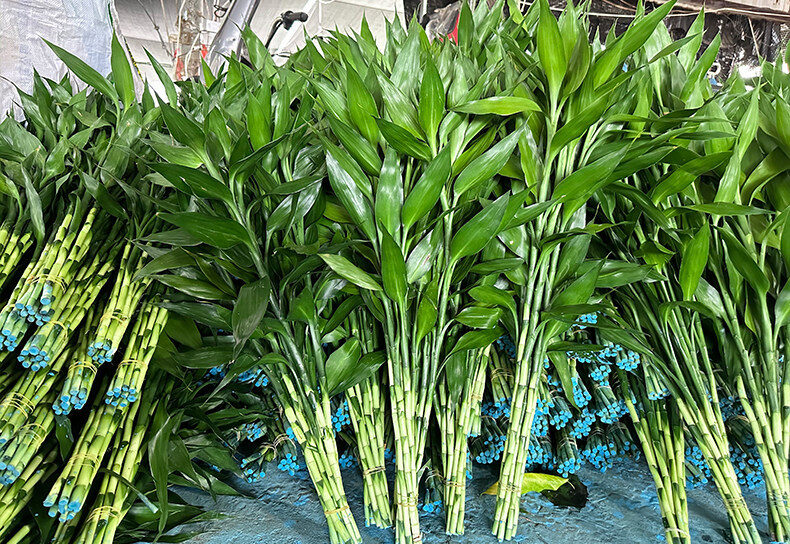 Dracaena sanderiana Care: Master Lucky Bamboo Growing with Bothbest