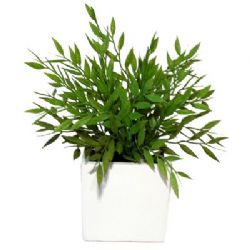 עציץ מלאכותי,עציצים לארוע,עציצי נוי,עציץ למשרד