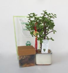 בונסאי כסף ומזל עם פרות יבשים