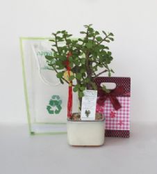 בונסאי כסף ומזל עם שקית פרות יבשים