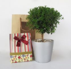 הדס ננסי בקרמיקה עם שקית פירות יבשים