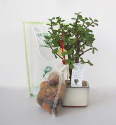 בונסאי כסף ומזל עם שקית פרות יבשים