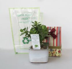 בונסאי אושר עם  פרות יבשים