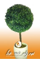 עץ דמוי בונסאי