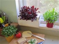 עציץ למשרד,תבלינים בכלי חרס,מתנה לטו בשבט,עציץ למטבח