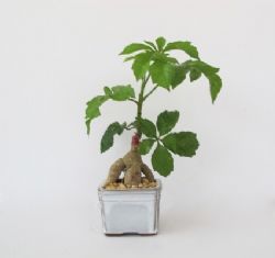 עץ האהבה,מגוון עצים ננסים לעובדים או ללקוחות