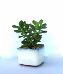 עץ האושר,עצים ננסיים,עציצים ללקוחות,עציץ לעובד