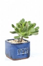 כלי חרס עם צמחים,צמחים שונים למשרד או לבית