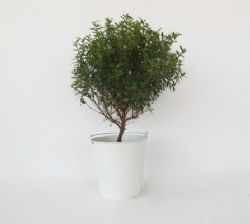 עץ הדס ננסי,הדס,עצים לטו בשבט ללקוחות