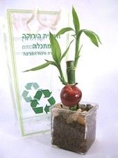 לאקי במבוק,עצי לאקי,לאקי,עצי במבוק למשרד או לבית