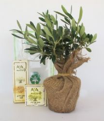 עץ זית ננסי,עץ זית ביוטה,עצי זית ננסי,זית ננסי