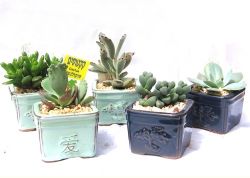 סוקולנטים,סוקולנטים בקרמיקה,קקטוסים שונים למשרד