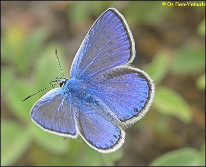 שלושה פרפרי זהב, טבע- פרפרים