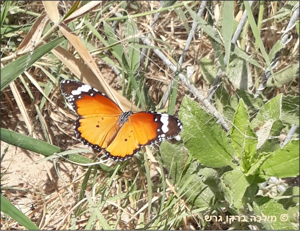 שלושה פרפרי זהב, טבע- פרפרים