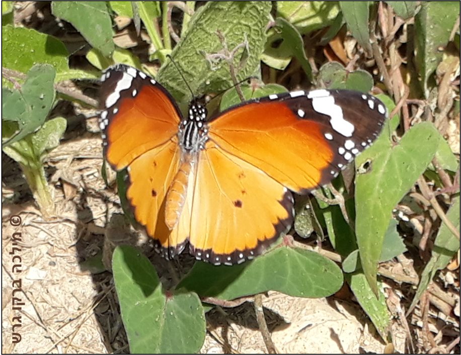 שלושה פרפרי זהב, טבע- פרפרים